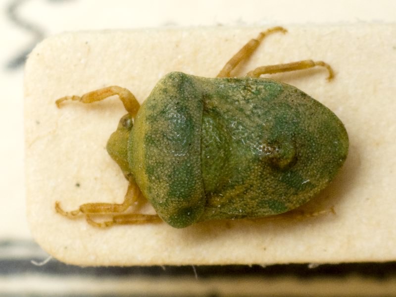 Tarisa subspinosa (Germar, 1839)